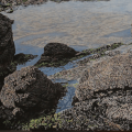 Flinders Rockpool